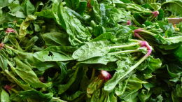 Banc de marché : jeunes pousses d'épinards bio. Bergerac, printemps 2016
